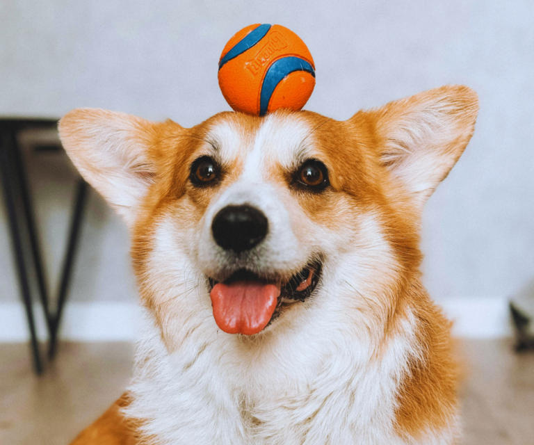 O Impacto das Brincadeiras na Vida do Seu Pet